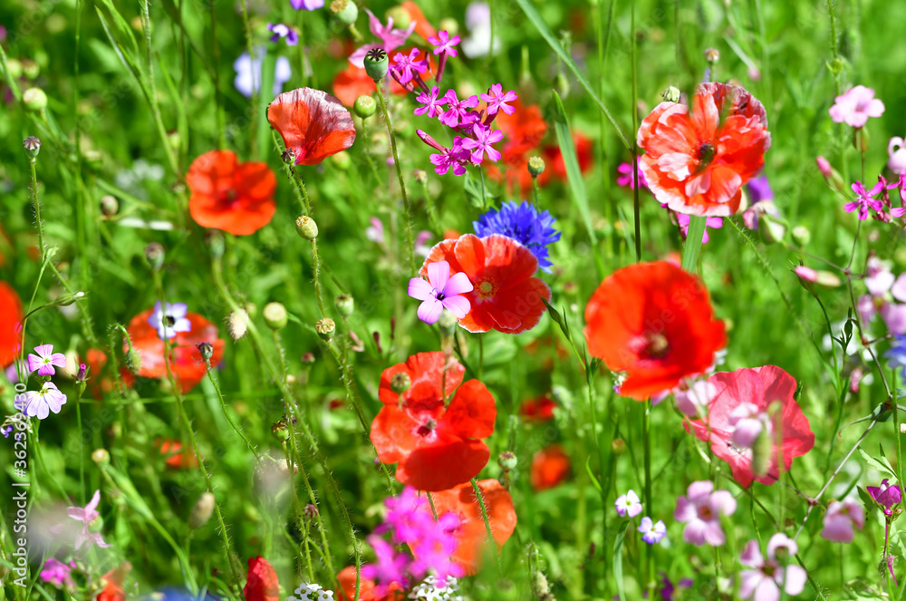 Gartenblumen gemischt Gartenblumen gemischt