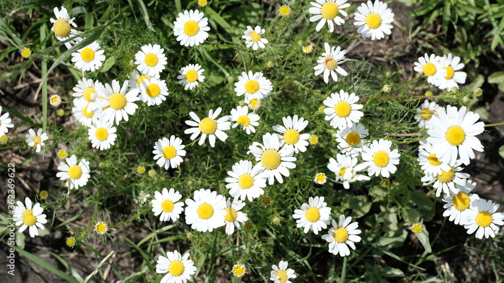 Defocused blurred floral background for web design. Flowers in a city park Defocused blurred floral background for web design. Flowers in a city park