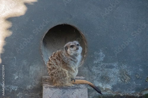 Close Up Of A Meerkat At Amsterdam The Netherlands 30-12-2019 photo