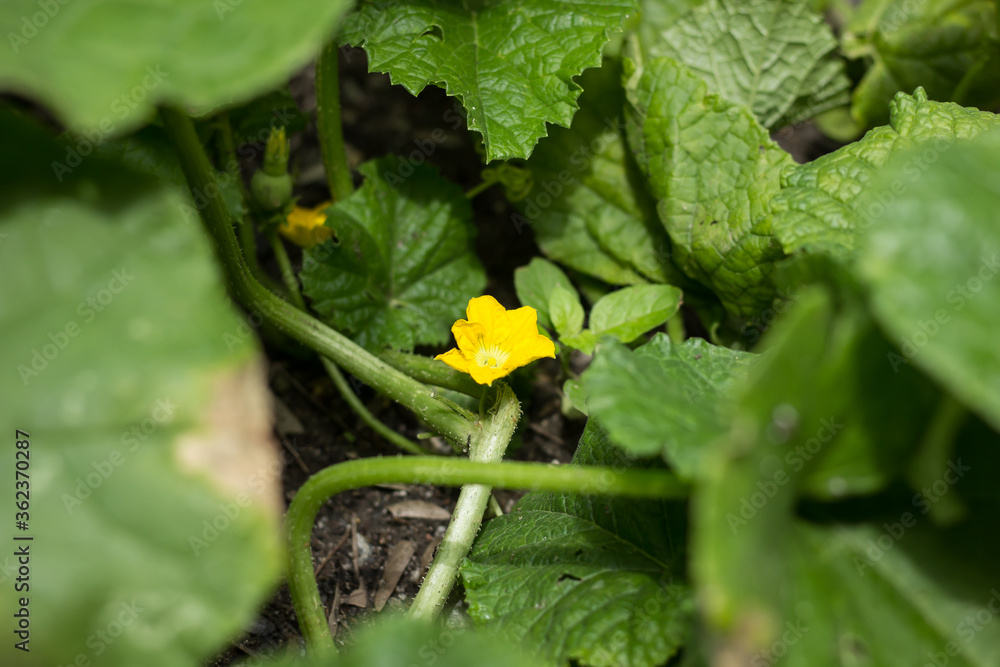 Yellow flower of pumpkin plant Yellow flower of pumpkin plant