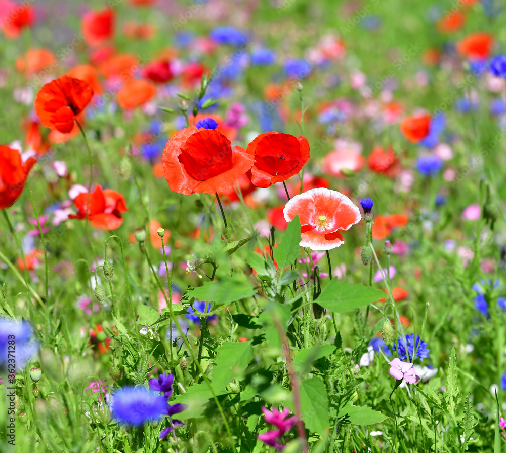 Naklejka premium Gartenblumen gemischt