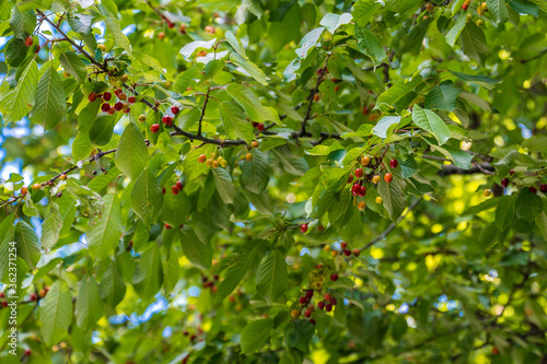 Reife Kirschen am Baum im Sommer