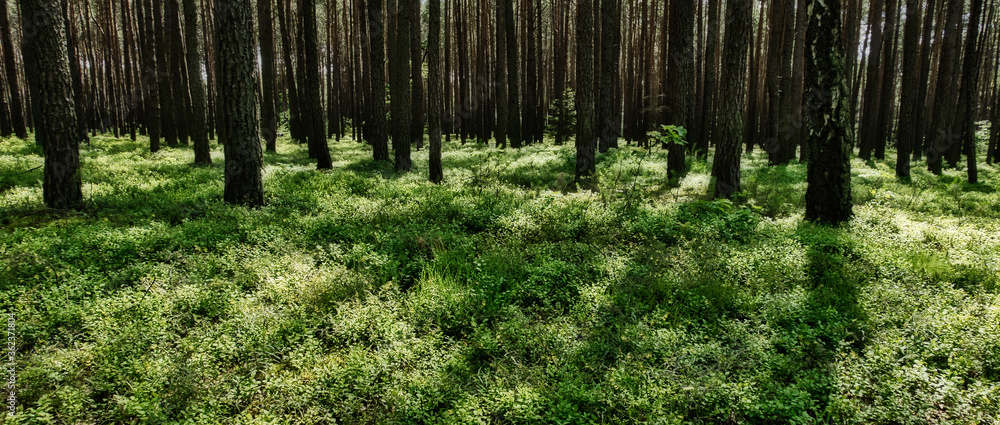 Naklejka premium Las w lecie