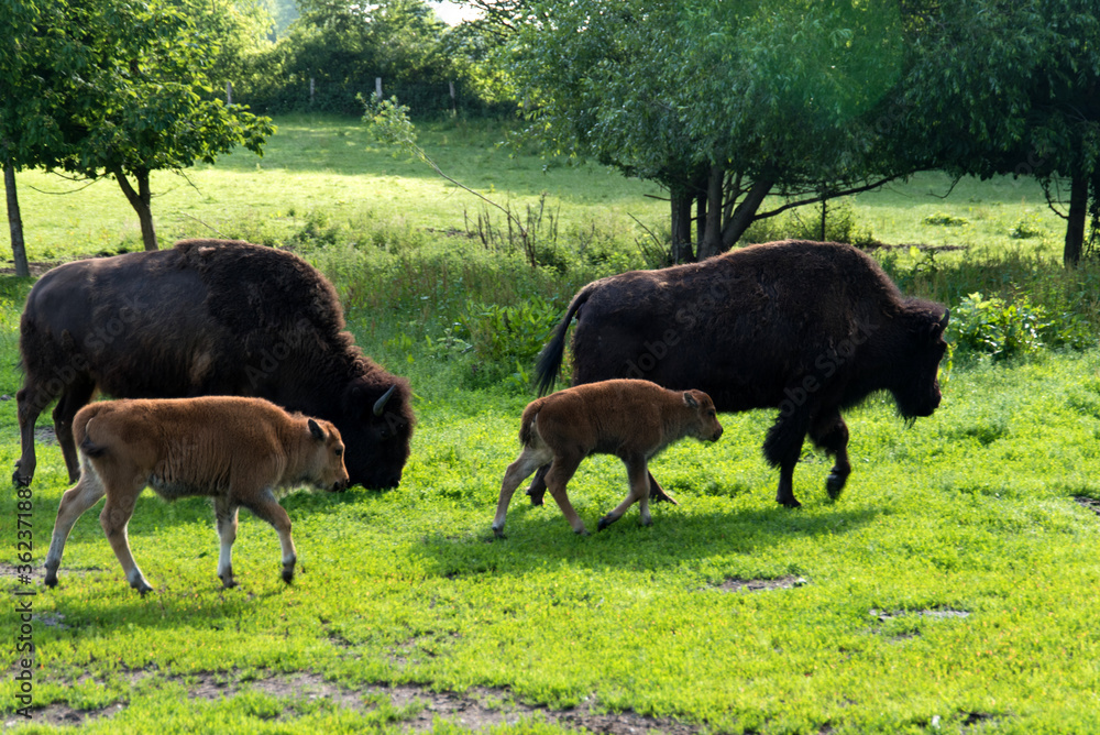 Bison family in the animal enclosure in Kiel