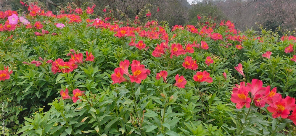 Obraz premium red tulips in the garden
