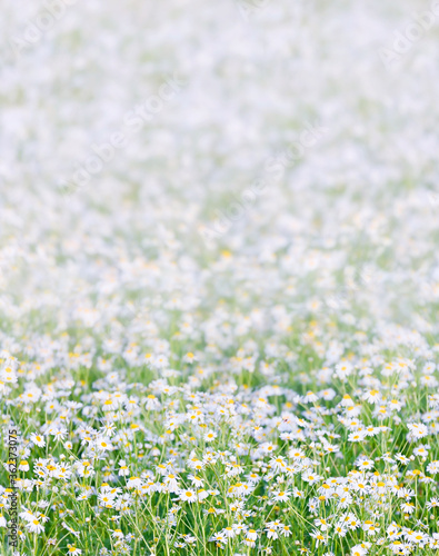 Beautiful natural background. A cluster of daisies in a summer meadow. Soft daylight.