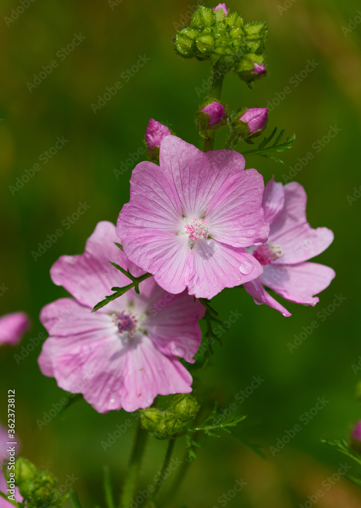 Fototapeta premium Wilde Malve am Wegesrand