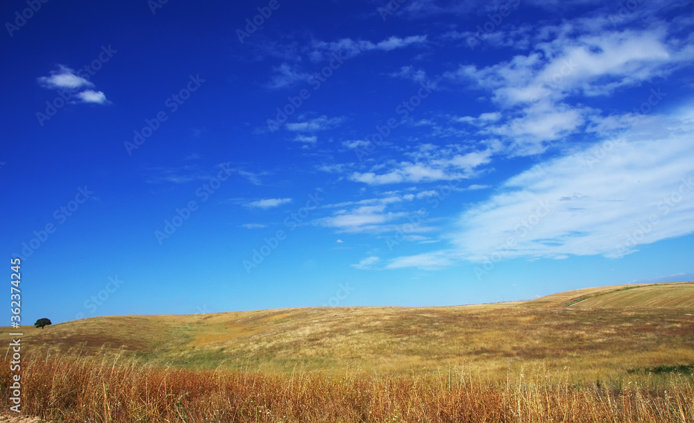 Field in summer at Alentejo region, Portugal