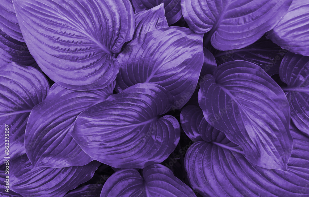 Purple background of leaves.The leaves of a Lily flower. Purple background of leaves.The leaves of a Lily flower.