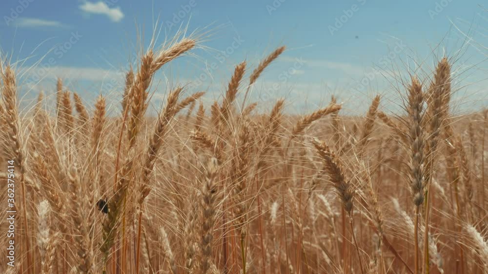 wheat field with ears of corn and grains a background. concept agriculture harvesting eco farming. farmland lifestyle golden beautiful ears of wheat close-up wheat field with ears of corn and grains a background. concept agriculture harvesting eco farming. farmland lifestyle golden beautiful ears of wheat close-up