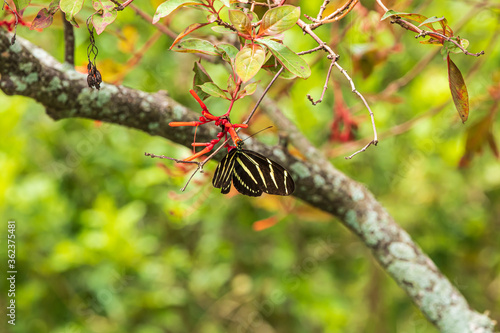 black and yellow butterfly eating from a firebush bud/flower photo