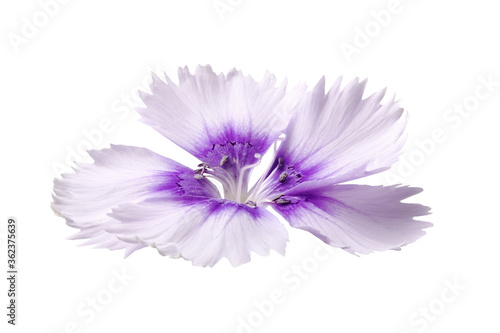 Flower on a white background for designers.