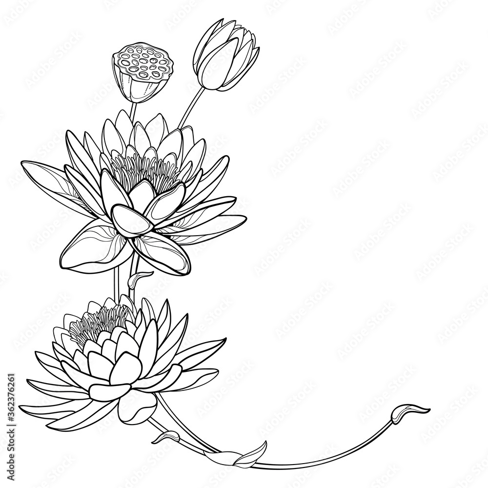 Corner bouquet of outline ornate Lotos or water lily flower, bud and seed pod in black isolated on white background.  - obrazy, fototapety, plakaty 