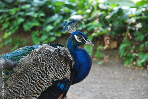 Beautiful peacock who is walking in the park