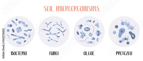Soil biology. Soil microorganisms: bacteria, fungi, algae, protozoa. Microbiology. Vector flat illustration