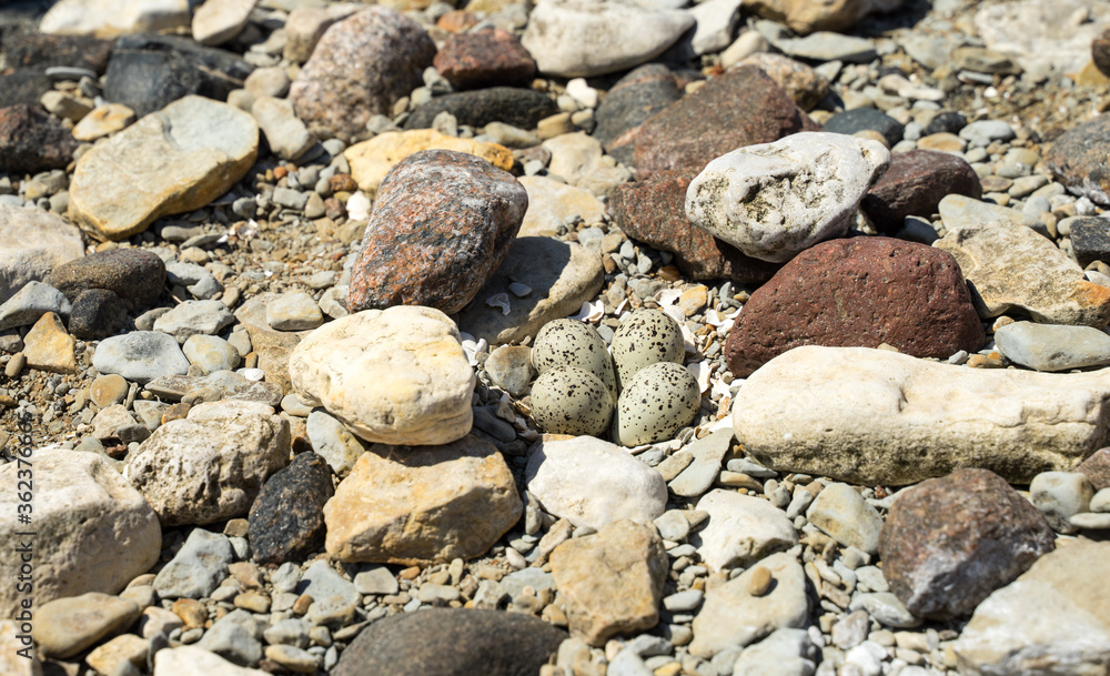 Four small eggs of the Common tern (Sterna hirundo) or Seagull hidden between small rocks in coast. Dull colors and blotchy patterns providing camouflage on the open beach. Difficult to notice. Four small eggs of the Common tern (Sterna hirundo) or Seagull hidden between small rocks in coast. Dull colors and blotchy patterns providing camouflage on the open beach. Difficult to notice.