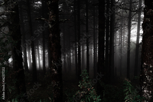 Moody Backlit Forest