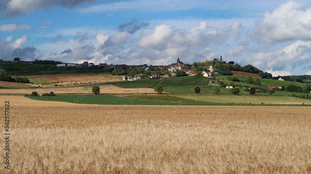 Paysage de campagne en été, champ d'orge en Champagne Ardenne dans le Grand Est, avec le village de Châtillon sur Marne en arrière-plan (France)