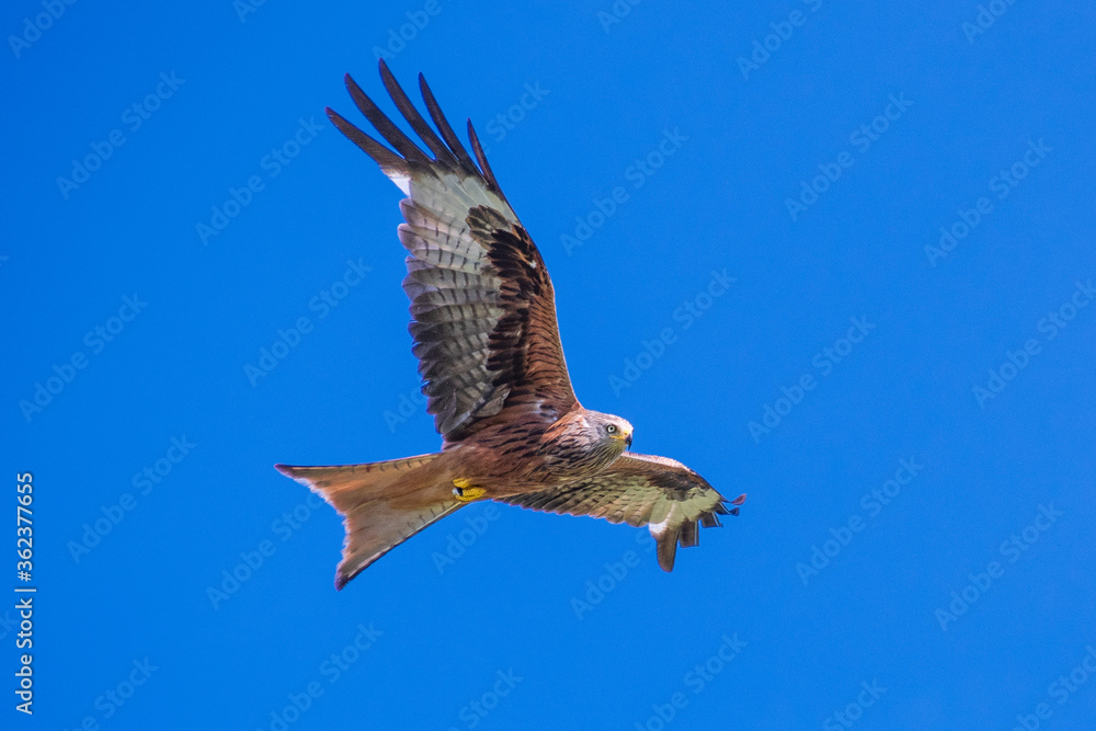 Obraz premium Rotmilan (milvus Milvus)