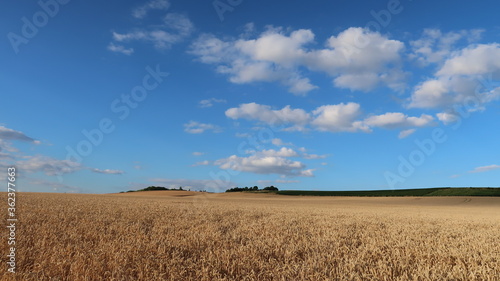 Paysage rural de champ de blé blond sous un ciel bleu, en été, en Champagne Ardenne, dans la campagne du Grand Est (France)
