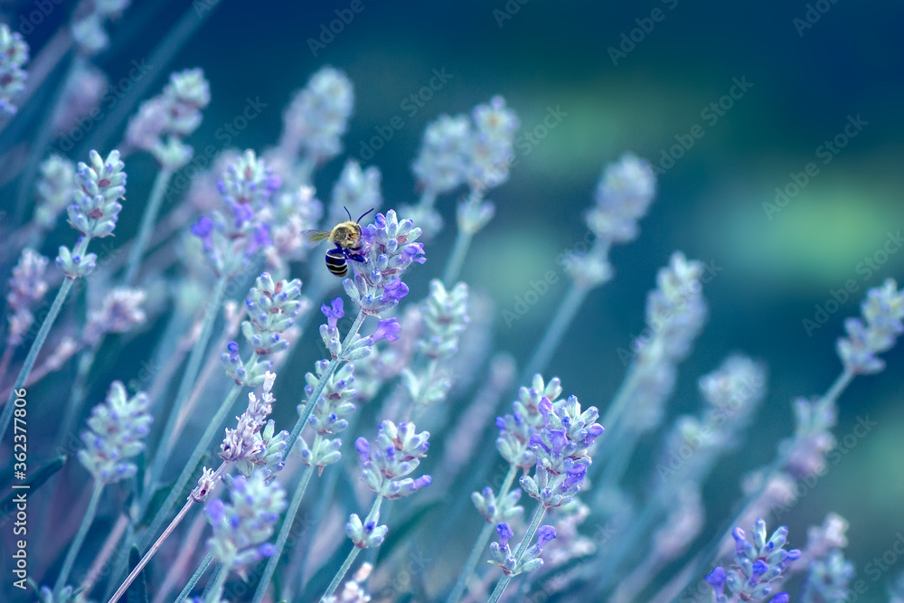 Fototapeta premium Bee Enjoying Field of Wild Lavender