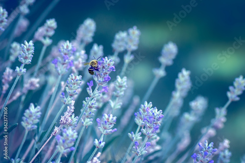 Bee Enjoying Field of Wild Lavender