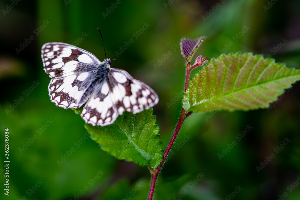 Obraz premium Papillon blanc appelé Demi-deuil (Melanargia galathea), est une espèce de lépidoptères (papillons) appartenant à la famille des Nymphalidae posé sur une feuille