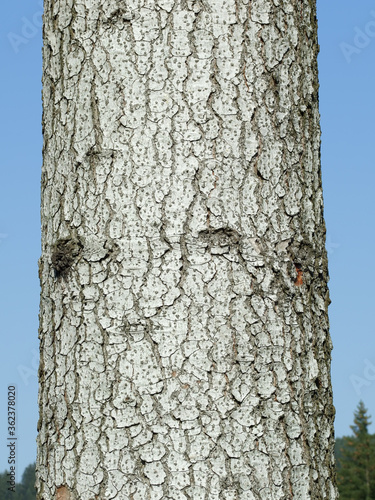 Fototapeta Naklejka Na Ścianę i Meble -  white fir tree needle conifer evergreen collage