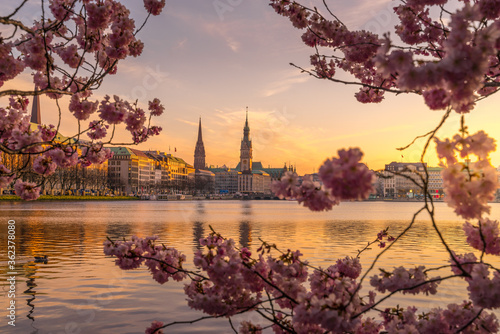 Hamburger Alster mit Kirschblüten und Aussicht auf das Rathaus