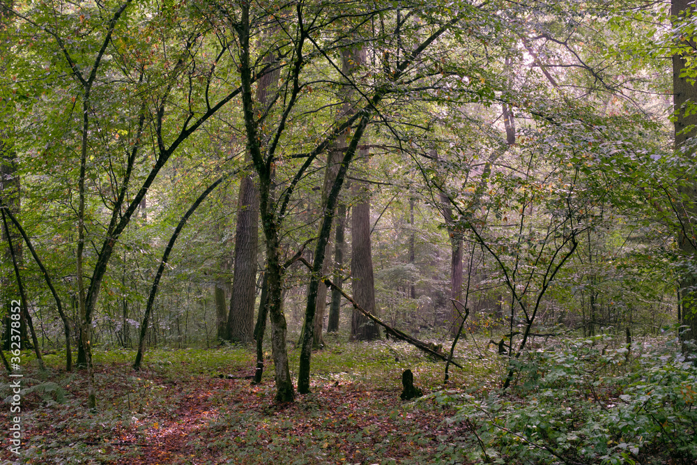Naklejka premium Deciduous stand with hornbeams and oaks