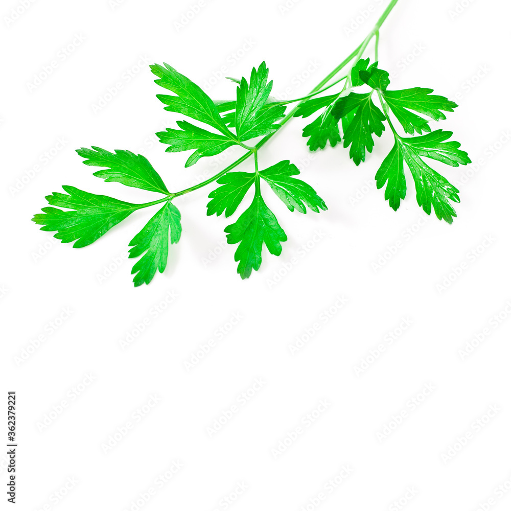 Fresh celery leaves isolated on a white background. Fresh celery leaves isolated on a white background.