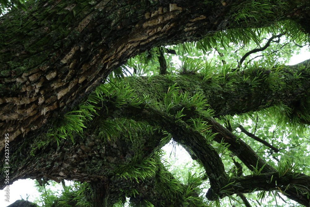Fototapeta premium old tree