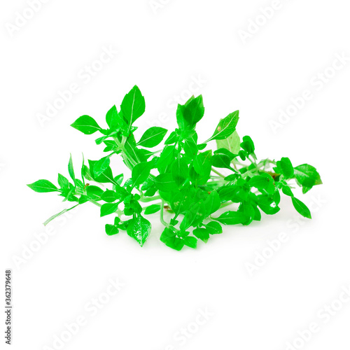 Basil branches isolated on a white background.