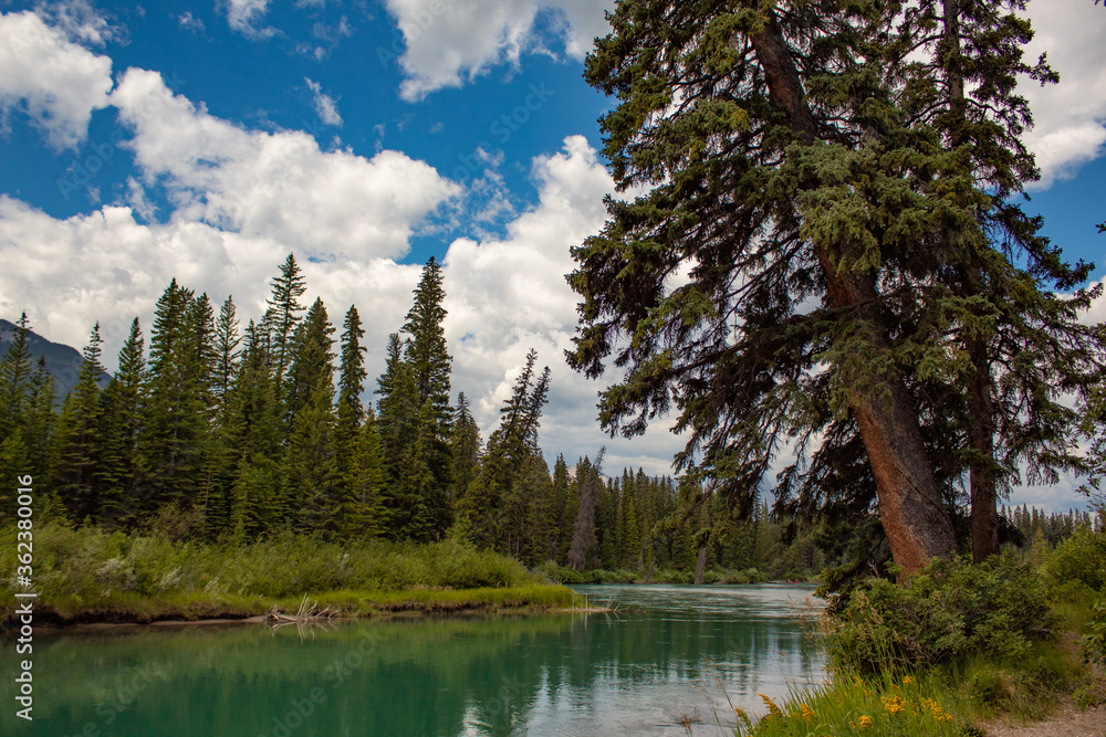 Obraz premium Tree leaning over green lake