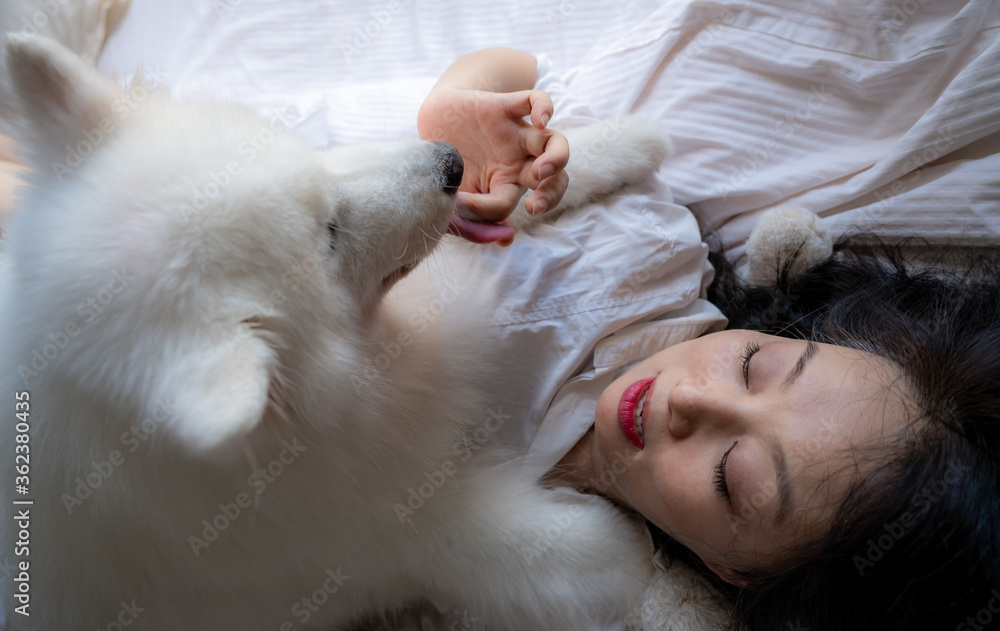 A Chinese woman plays a white Samoyed dog on her bed. A Chinese woman plays a white Samoyed dog on her bed.