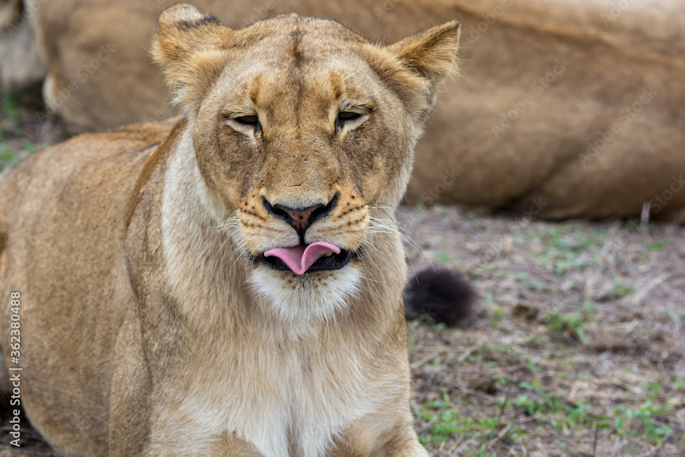 Portrait of young lioness (Panthera leo) in the Timbavati Reserve, South Africa Portrait of young lioness (Panthera leo) in the Timbavati Reserve, South Africa