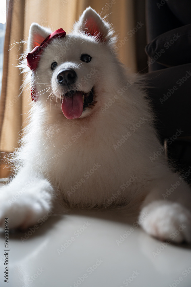 A happy white Samoyed dog at home A happy white Samoyed dog at home