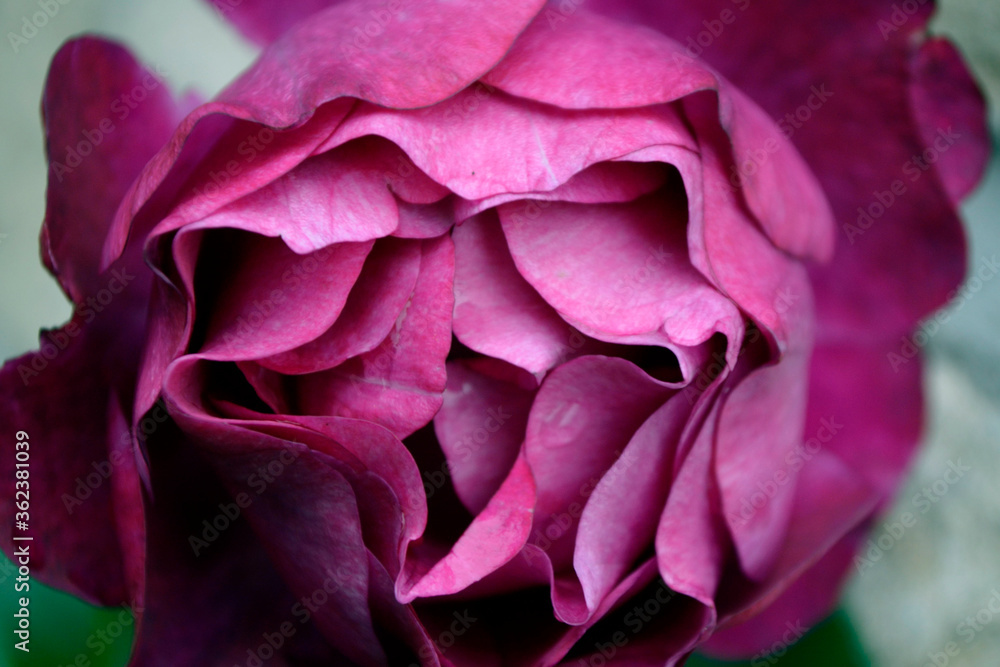 Close-up of Red Rose Petals turning pink as they age.