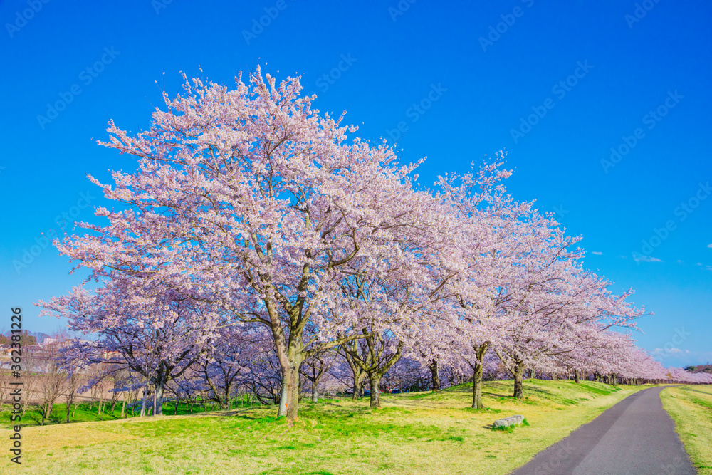 サクラの花（ソメイヨシノ,）