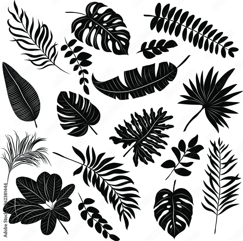 palm leaves set black and white vector illustration palm leaves set black and white vector illustration