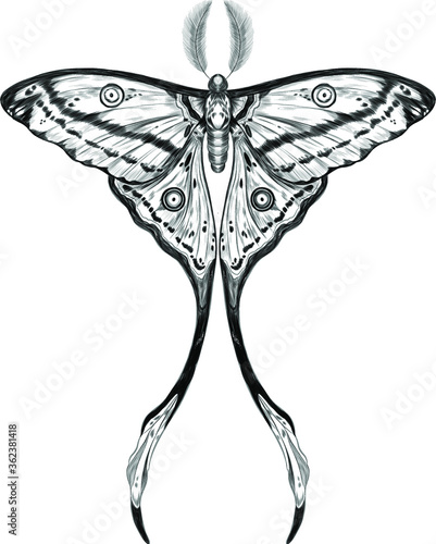 butterfly Madagascar comet sketch black and white the most beautiful butterfly in the world vector illustration
