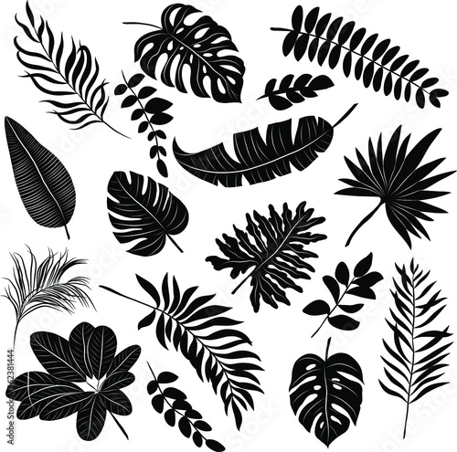 palm leaves set black and white vector illustration