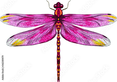 pink yellow dragonfly with delicate wings vector illustration