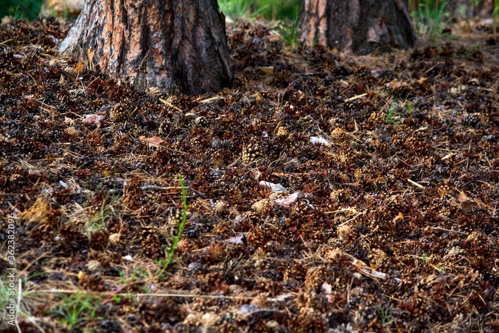 A lot of pine cones near the tree.