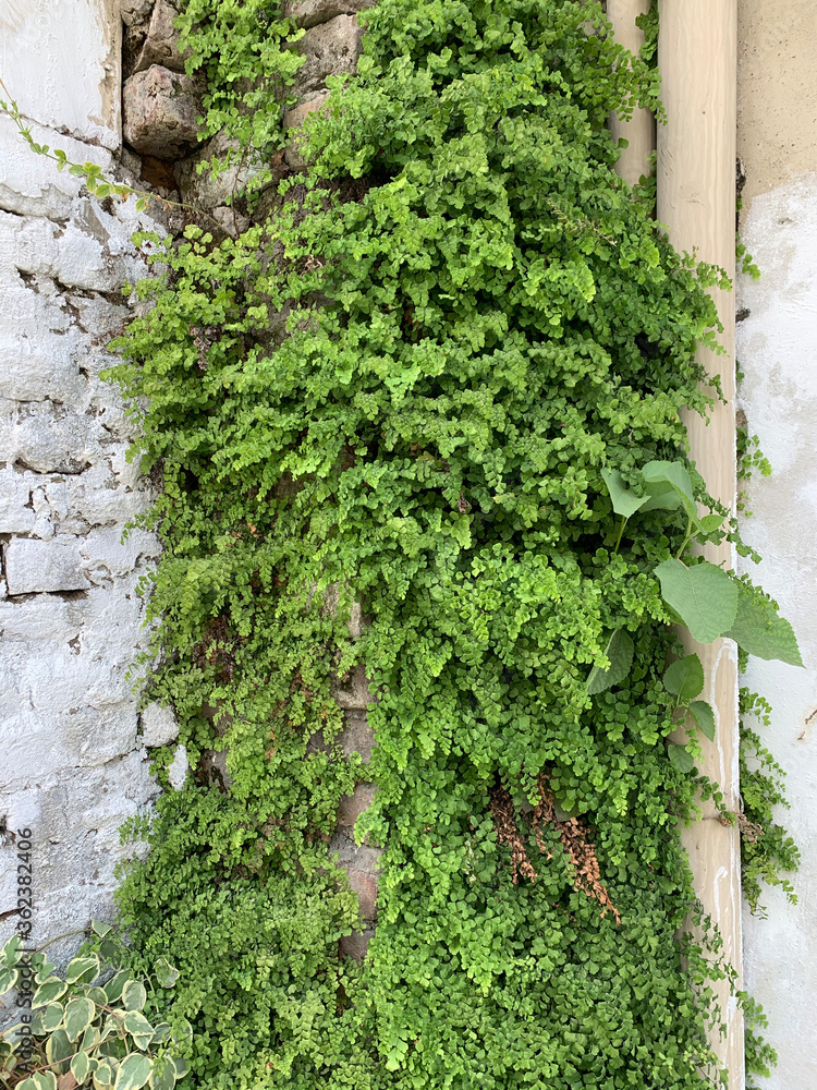 ivy plant covering the outside wall of the building ivy plant covering the outside wall of the building