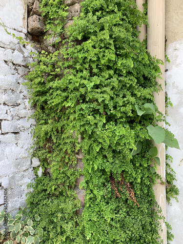 ivy plant covering the outside wall of the building