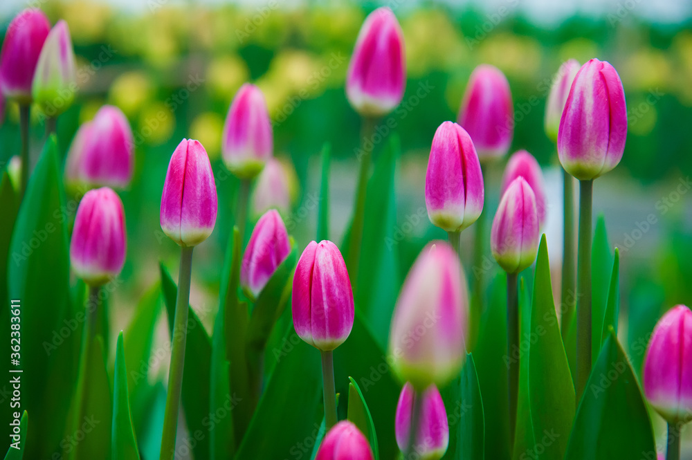 Fototapeta premium Spring scene of tulip field