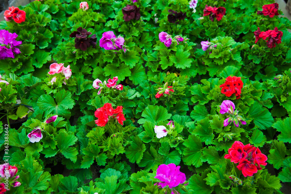 Garden greenhouse. Agribusiness Garden greenhouse. Agribusiness