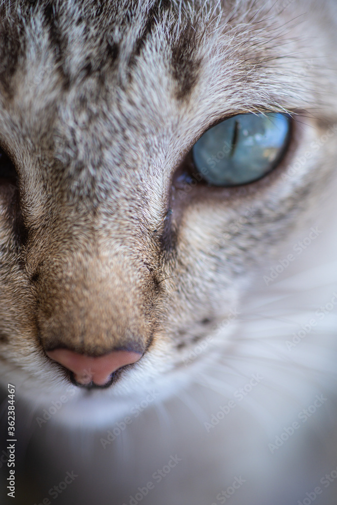 Soft focus Portrait of tabby .grey cat kitten striped adorable looking something looks fierce close up animal is eyes and nose macro concept. Soft focus Portrait of tabby .grey cat kitten striped adorable looking something looks fierce close up animal is eyes and nose macro concept.