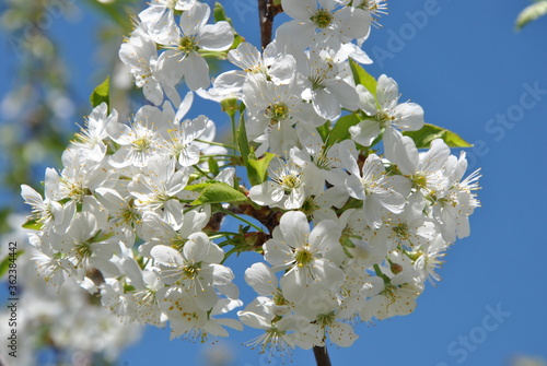 white cherry blossom © Иван Шкрибляк